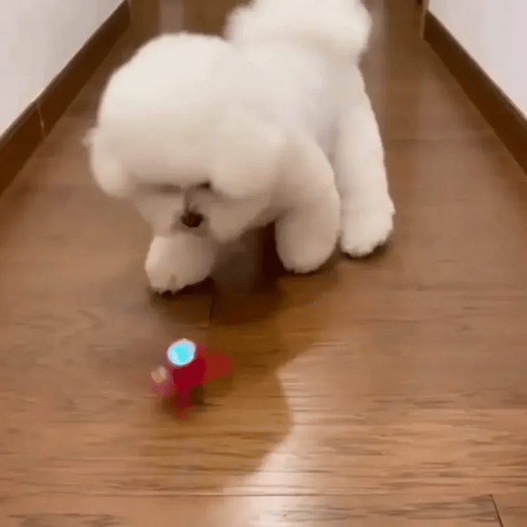 🪀ChaseBall® – Bola interactiva para perros y gatos