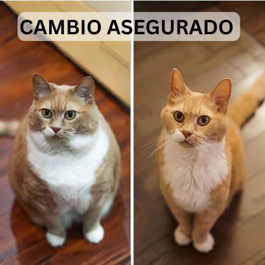 🐾ScratchPlay™ – Rascador Interactivo 360° para Gatos