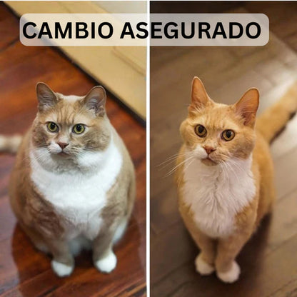 🐾ScratchPlay™ – Rascador Interactivo 360° para Gatos