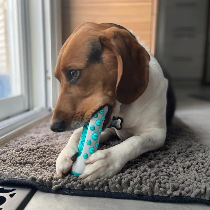 🦷 DentiCool™ – Cuidado dental y bienestar diario para tu perro