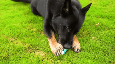 🦷 DentiCool™ – Cuidado dental y bienestar diario para tu perro